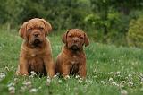 DOGUE DE BORDEAUX 299